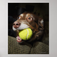 Hund mit Tennisball