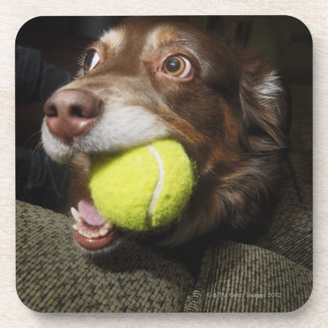 Hund mit Tennisball Untersetzer (Vorderseite)