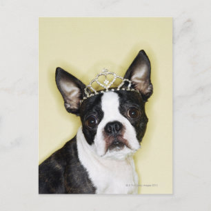 Hund mit Tiara Postkarte