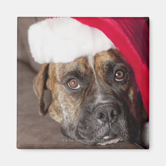 Hund mit Weihnachtsmannmütze Magnet (Vorne)
