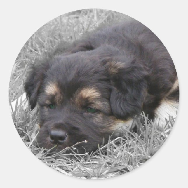 Hund müde, anpassbar runder aufkleber (Vorderseite)