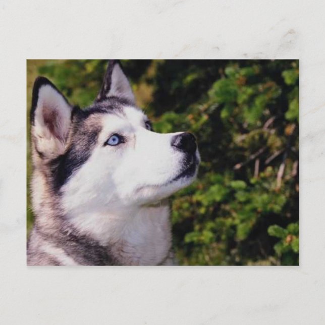 Hund nach oben postkarte (Vorderseite)