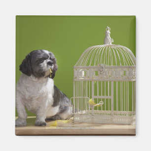 Hund nah an einem Vogelkäfig Magnet