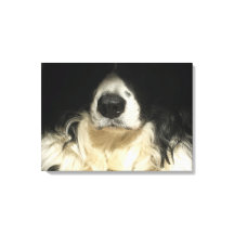 Hund nah