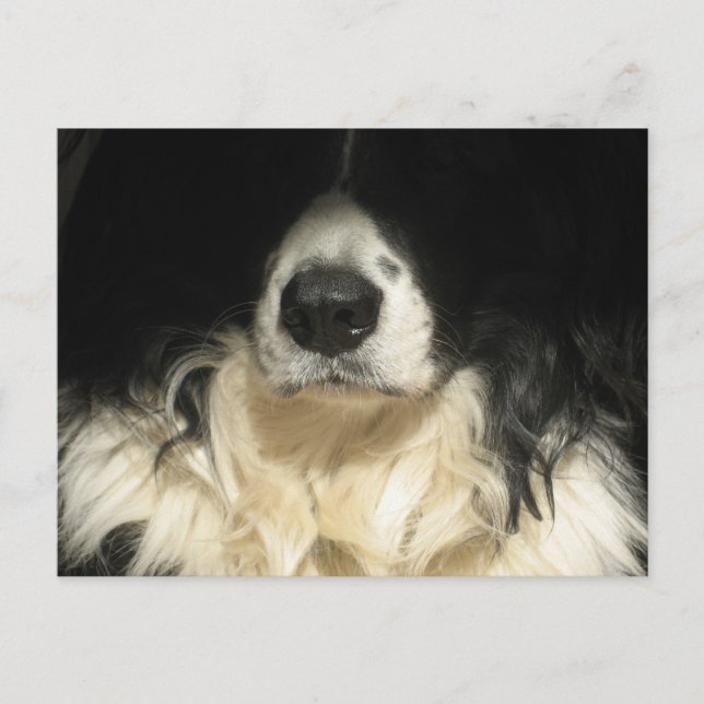 Hund nah postkarte (Vorderseite)