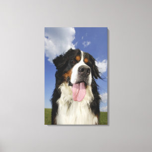 Hund, Nahaufnahme Leinwanddruck