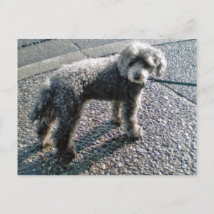 Hund namens Louis Postcard Postkarte