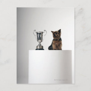 Hund neben einer großen Silbertrophie Postkarte