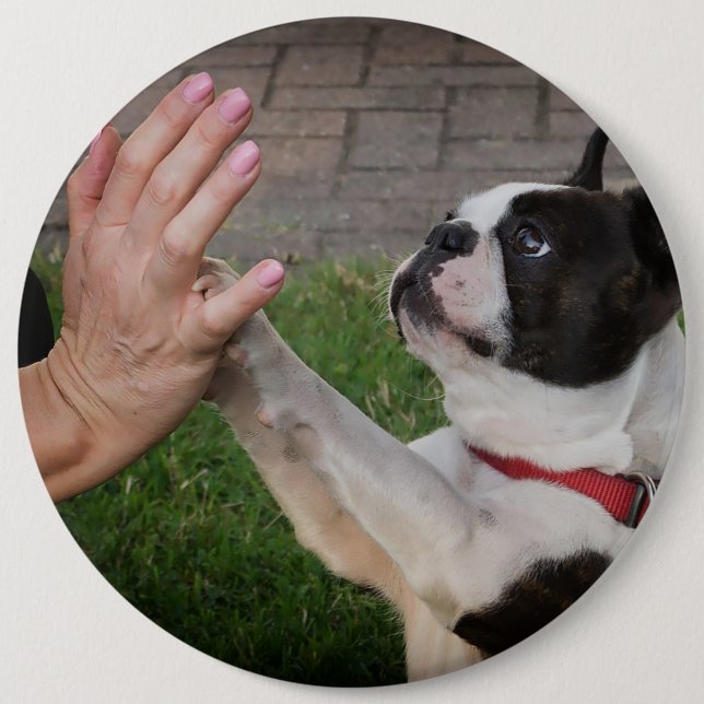 Hund, Paw, Haustiere Button (Vorderseite)