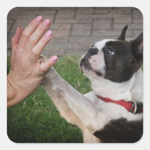 Hund, Paw, Haustiere Quadratischer Aufkleber