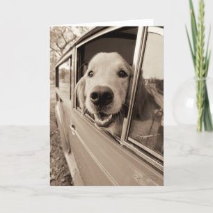 Hund pissen aus einem Autofenster Karte