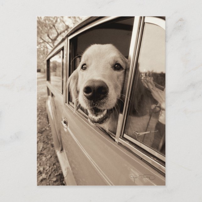 Hund pissen aus einem Autofenster Postkarte (Vorderseite)