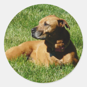 Hund, pitbull/Boxermischung Runder Aufkleber