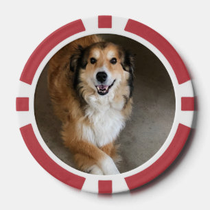 Hund Pokerchips