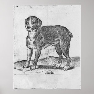 Hund Poster