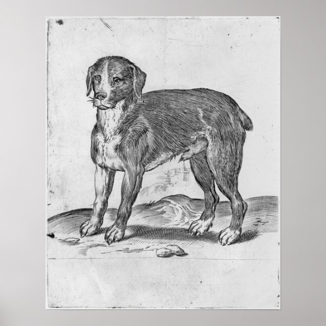 Hund Poster (Vorne)