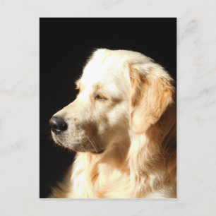 hund postkarte