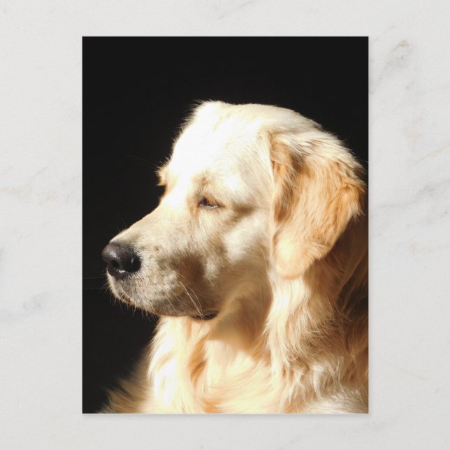 hund postkarte (Vorderseite)