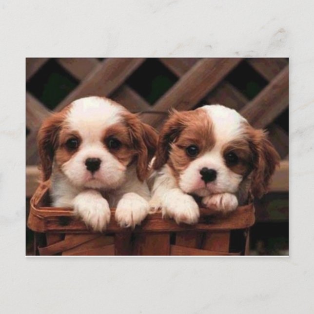 Hund Postkarte (Vorderseite)