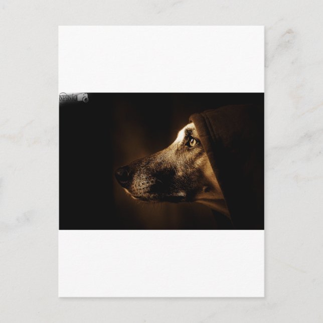 hund postkarte (Vorderseite)