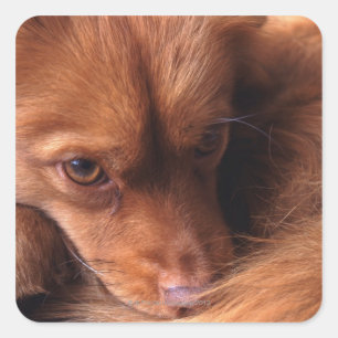 Hund Quadratischer Aufkleber