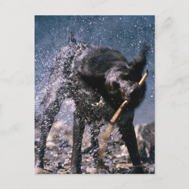 Hund schüttelt Wasser von seinem Coat Postkarte (Vorderseite)