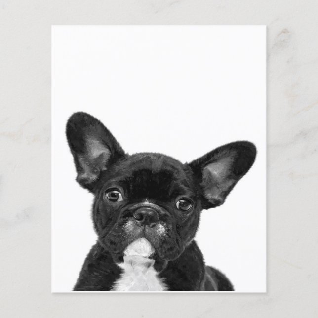 Hund| Schwarzer Französischer Bulldogge Flyer (Vorne)
