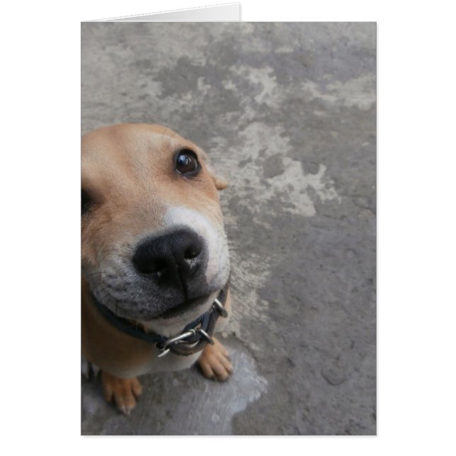 Hund sehen SUPER niedlich!!! (Vorne)