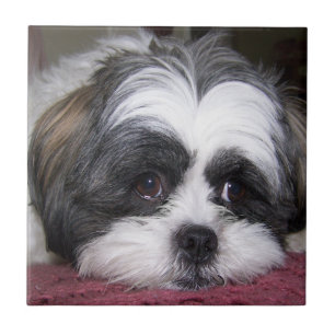 Hund Shih Tzu Fliese