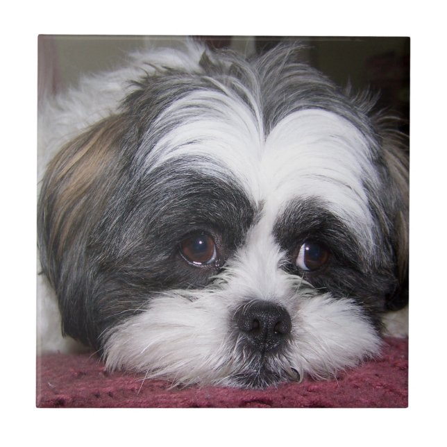 Hund Shih Tzu Fliese (Vorderseite)