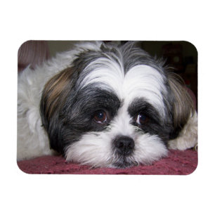 Hund Shih Tzu Magnet