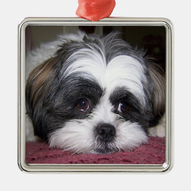 Hund Shih Tzu Silbernes Ornament (Vorne)
