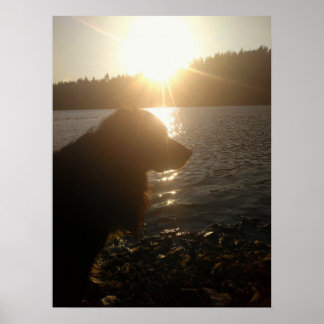 Hund-Silhouette bei Sonnenuntergang Poster