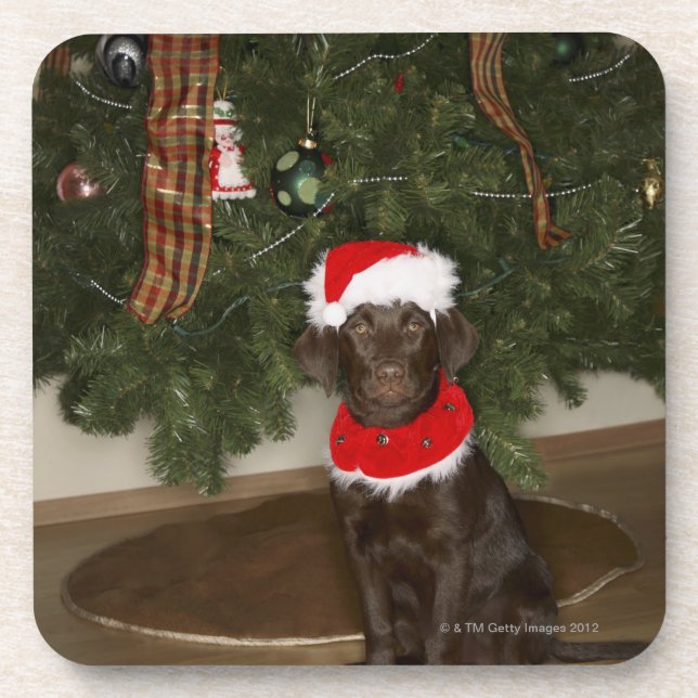 Hund sitzend an einem Weihnachtsbaum Getränkeuntersetzer (Vorderseite)
