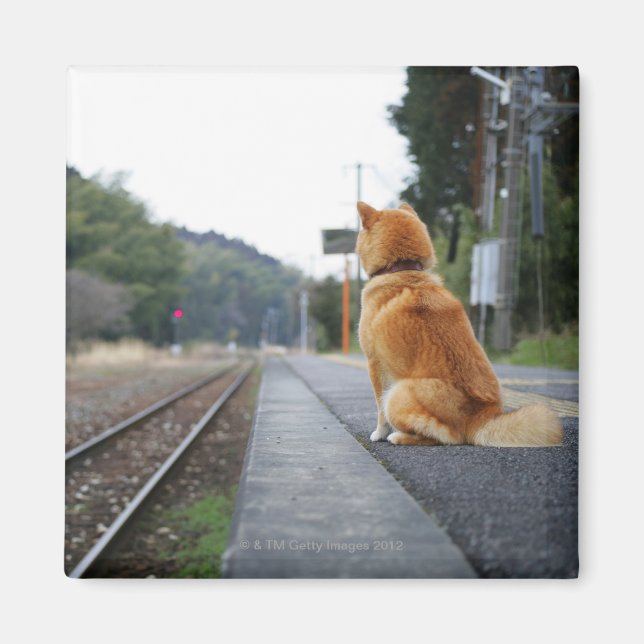 Hund sitzt am Bahnhof Magnet (Vorne)