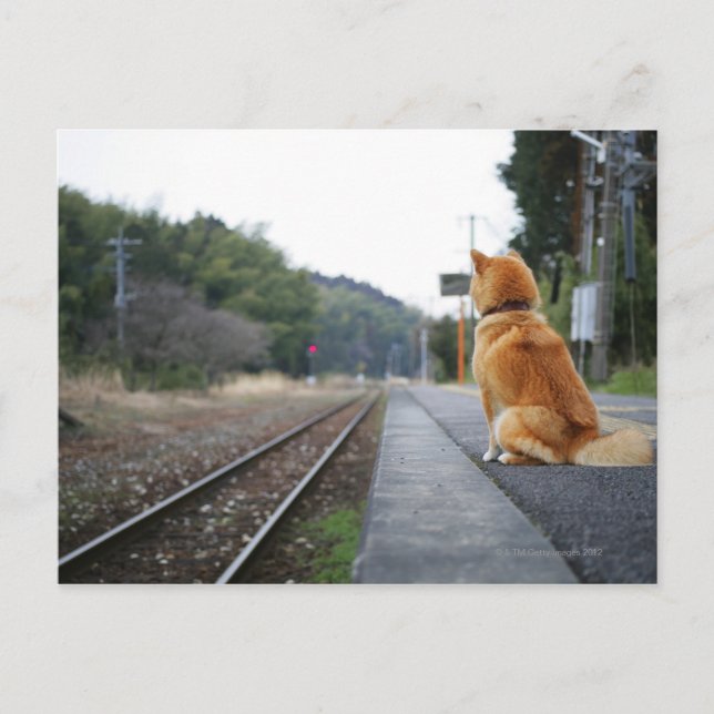 Hund sitzt am Bahnhof Postkarte (Vorderseite)