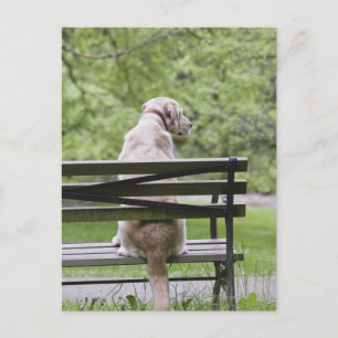 Hund sitzt auf Parkbank Postkarte
