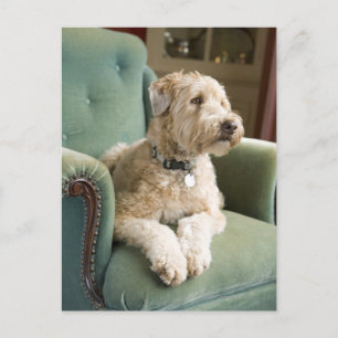 Hund sitzt im Sessel Postkarte