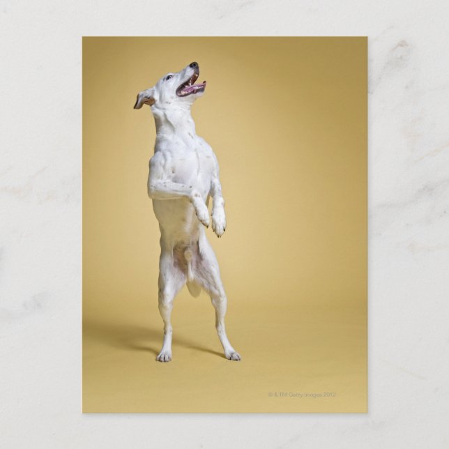 Hund stehend an Hinterbeinen Postkarte (Vorderseite)