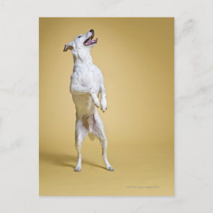 Hund stehend an Hinterbeinen Postkarte
