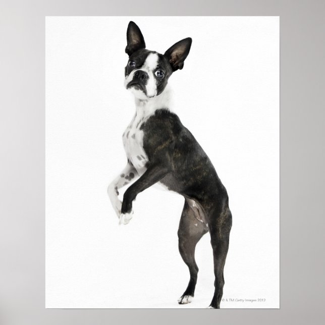 Hund stehend auf zwei Beinen mit Kamera Poster (Vorne)