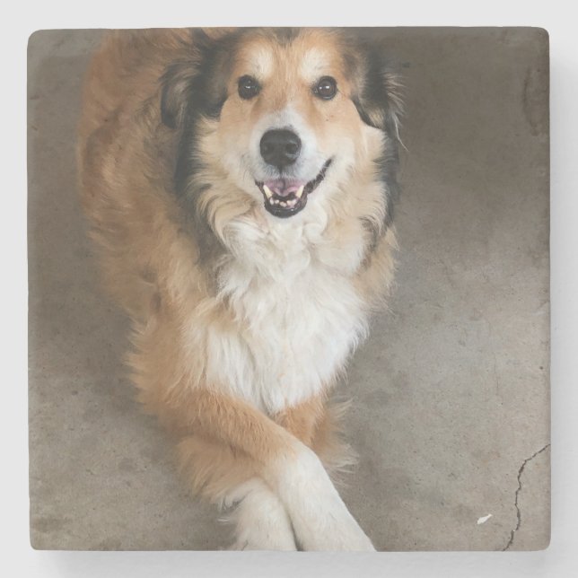 Hund Steinuntersetzer (Vorderseite)