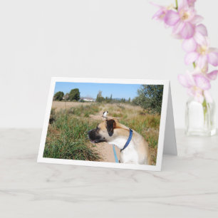 Hund sucht Katze Karte