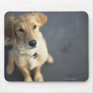 Hund sucht nach oben mousepad