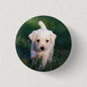 Hund, Tier, Welpe Button