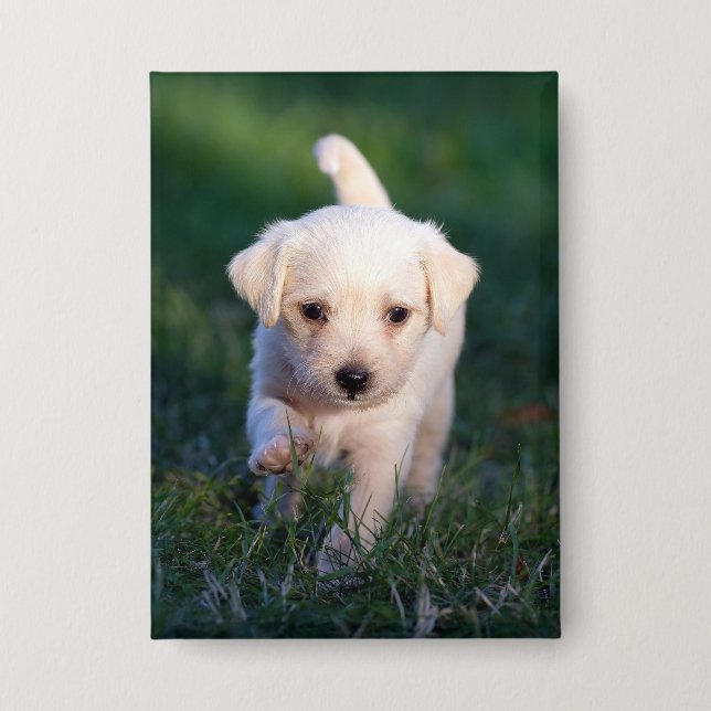 Hund, Tier, Welpe Button (Vorderseite)