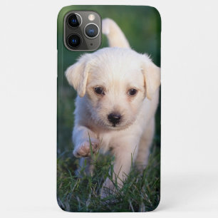 Hund, Tier, Welpe Case-Mate iPhone Hülle