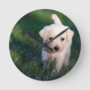 Hund, Tier, Welpe Runde Wanduhr