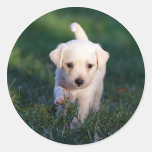 Hund, Tier, Welpe Runder Aufkleber