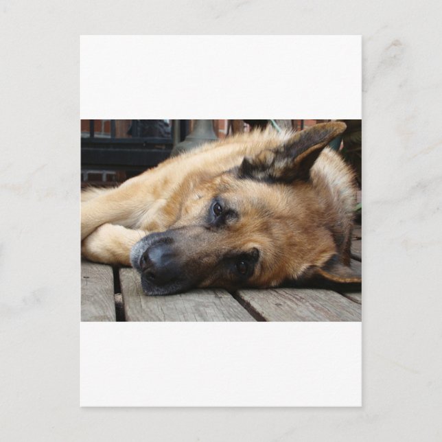 Hund Tired Postkarte (Vorderseite)